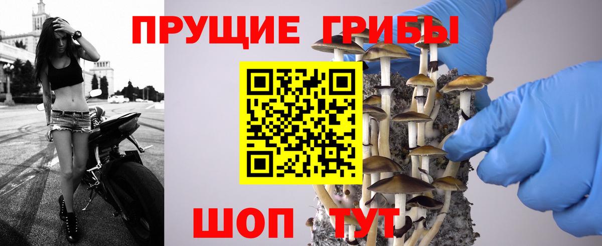 Галлюциногенные грибы Psilocybine cubensis  Галлюциногенные грибы мицелий  Вход с VPN  Заречный 